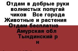 Отдам в добрые руки волнистых попугай.чиков - Все города Животные и растения » Отдам бесплатно   . Амурская обл.,Тындинский р-н